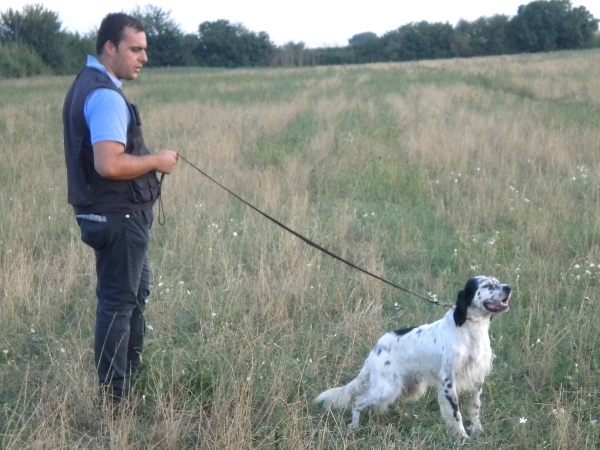 Mauro Iazzetta con Schon del Cilento CAC nella Speciale Setter.
