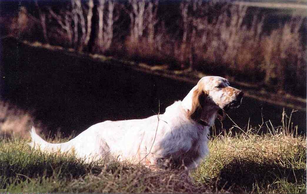 Ch. L. R. Arno (di Biguzzi) figlio di CRISMANI Atos, vincitore del Campionato Europeo Setter Inglese G. C. edizione 1994