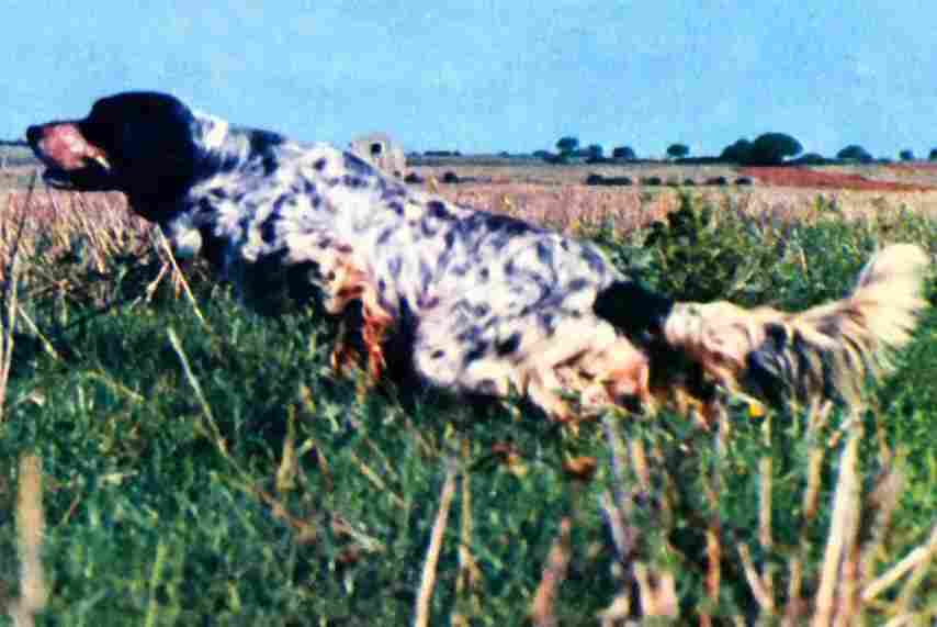 CRISMANIi Dik, vincitore di Coppa Europa nel 1970 e selezionato pure per le edizioni del 1968 e del 1971