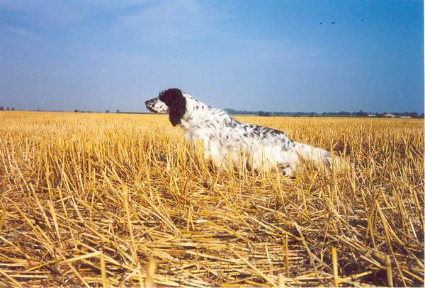 LERRY, figlio di Ch. Arno e nipote di CRISMANI Atos, vincitore del Campionato Europeo Setter Inglese G. C. edizione 2002