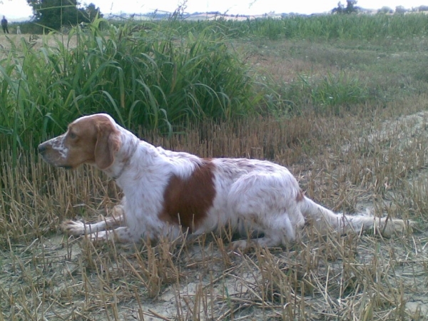 Fiocco in ferma.